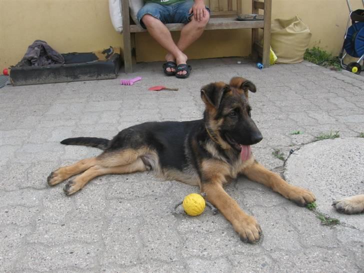 Schæferhund Rapi Nando - skøn er jeg da...:-) billede 8