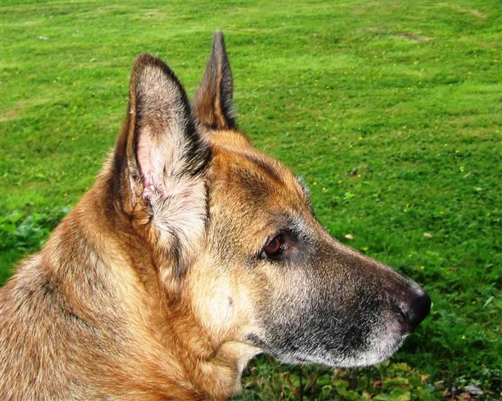 Schæferhund <3 Bax <3 nu død - hvad sker der, mon jeg skal komme derhen? billede 11