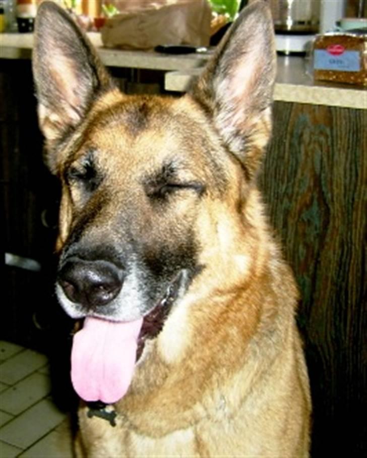 Schæferhund <3 Bax <3 nu død - Jeg hader blitze!, de blænder mig :oP billede 12