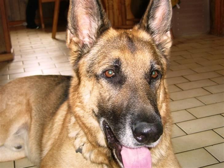 Schæferhund <3 Bax <3 nu død - Ska vi snart have mad? billede 13