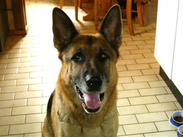 Schæferhund <3 Bax <3 nu død - Du glemte mig, det er ikke kun katten der skal have mad billede 14