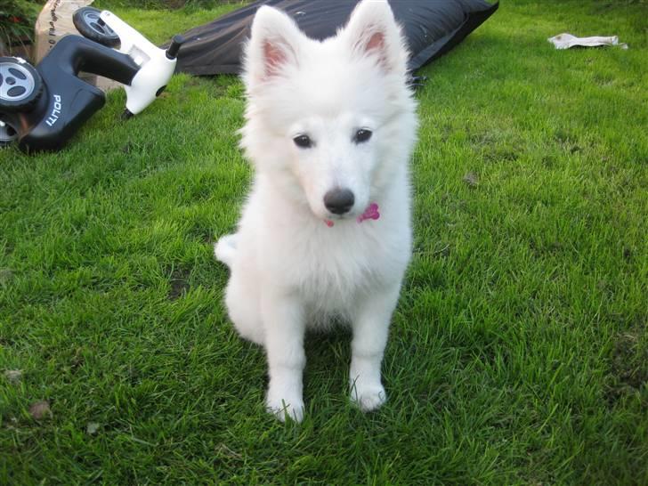 Japansk spids sille billede 1