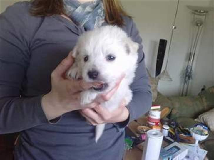 Japansk spids sille billede 2