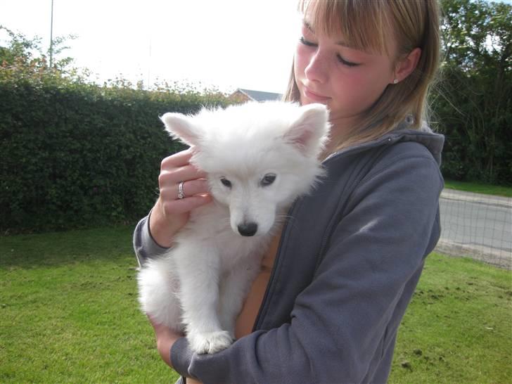 Japansk spids sille billede 3