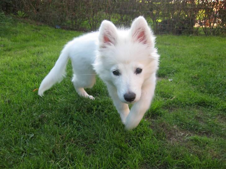 Japansk spids sille billede 4