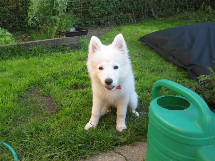 Japansk spids sille billede 5