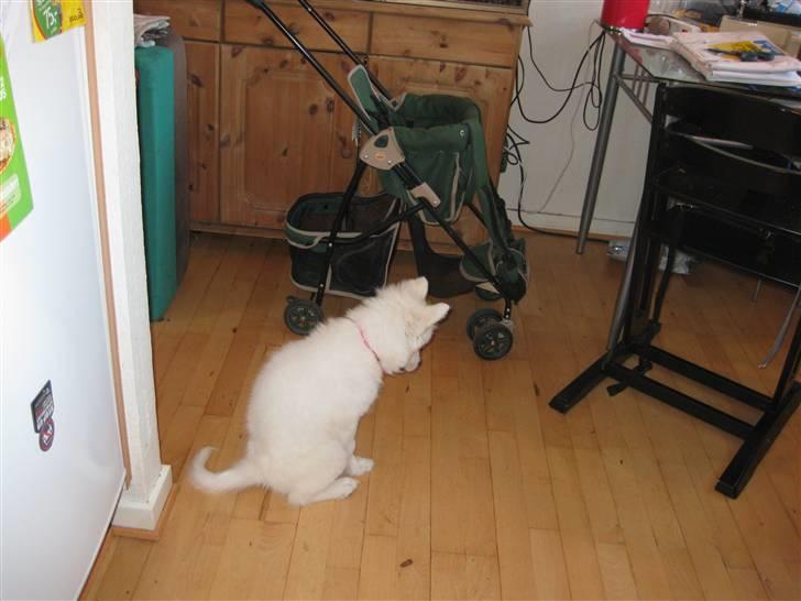 Japansk spids sille billede 6