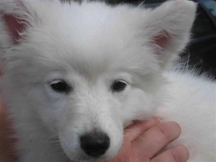 Japansk spids sille billede 7