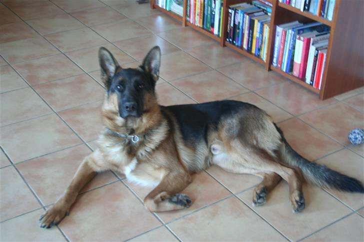 Schæferhund Jasko billede 17