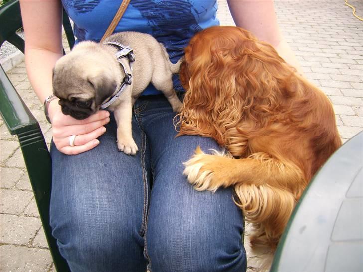 Mops Ozzy - Da jeg lige havde hentet ham 01-08-10 billede 5