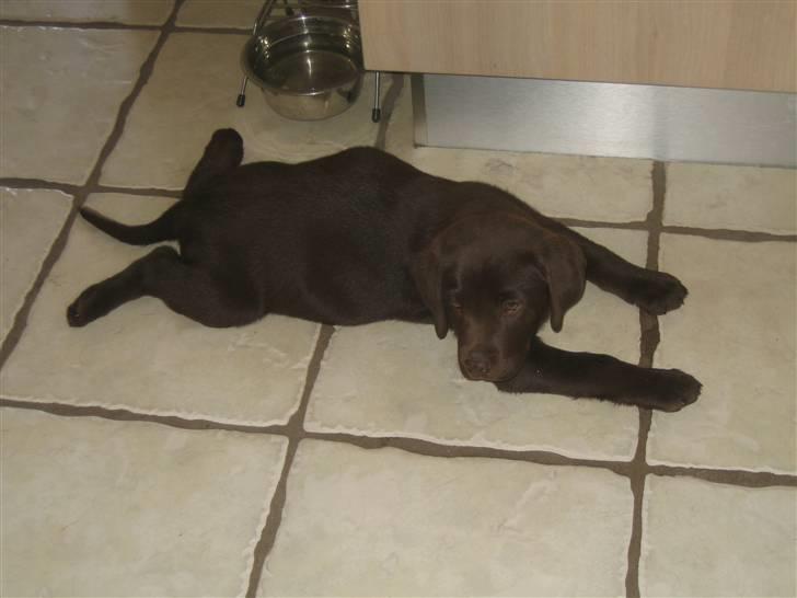 Labrador retriever Pumba *RIP* billede 2