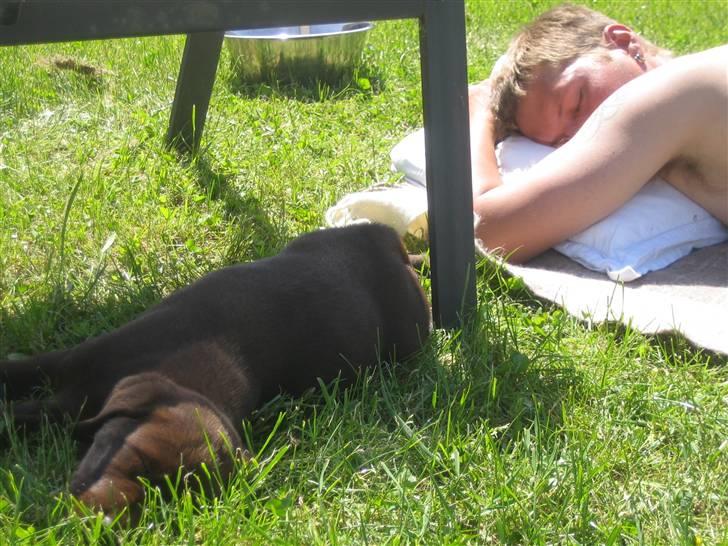 Labrador retriever Pumba *RIP* billede 3
