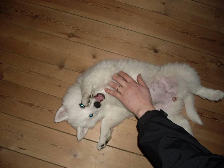 Samojedhund viggdis billede 4