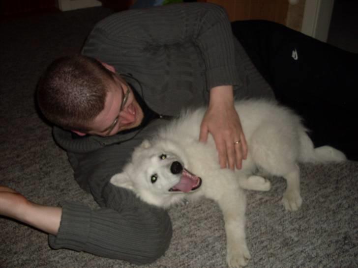 Samojedhund viggdis - elsker bare at lege med min "far" billede 5