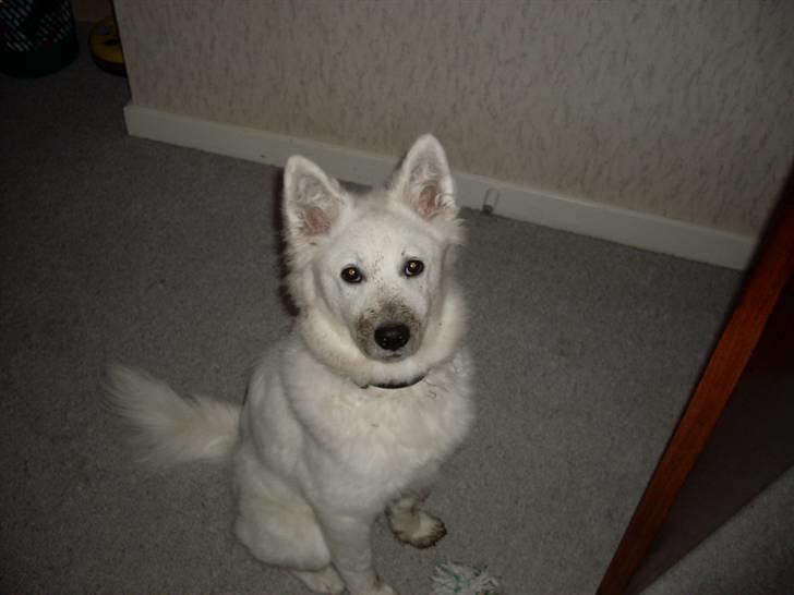 Samojedhund viggdis - mig, gravet have....hvordan kan du tro det  billede 6