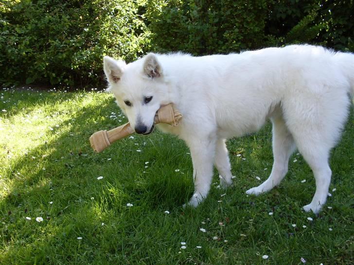Samojedhund viggdis billede 7