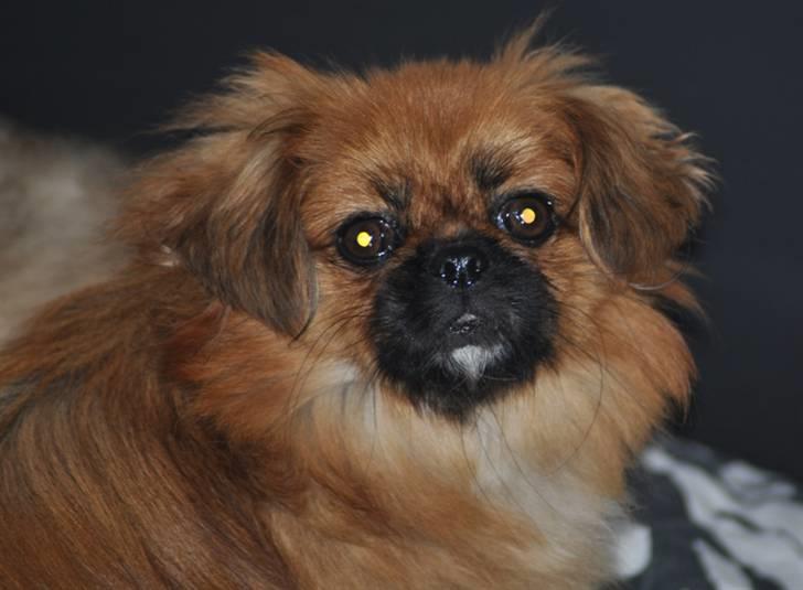 Pekingeser Pinky billede 7