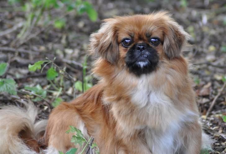 Pekingeser Pinky billede 8