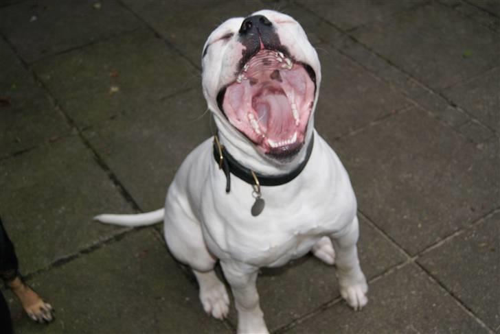 Amerikansk bulldog Kong Carnes Hassan aka  billede 13