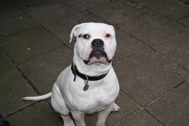 Amerikansk bulldog Kong Carnes Hassan aka  billede 14