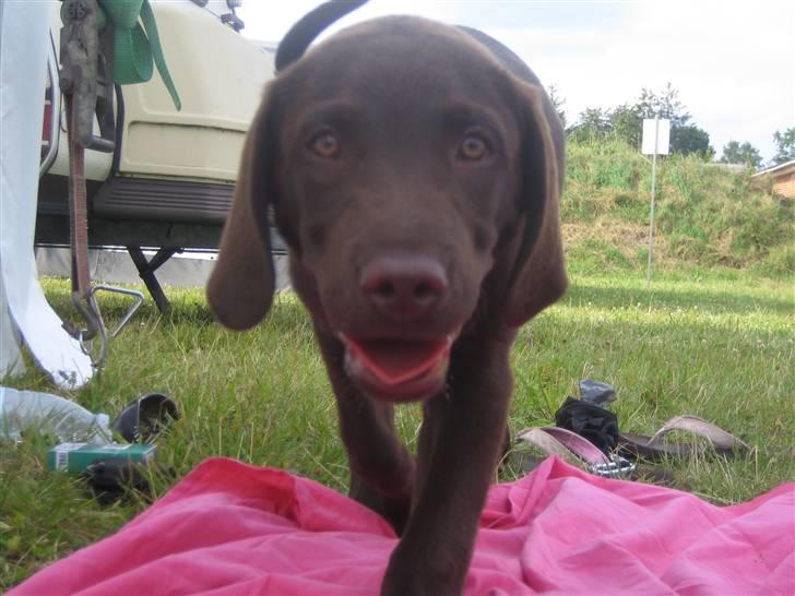 Labrador retriever Pumba *RIP* billede 4