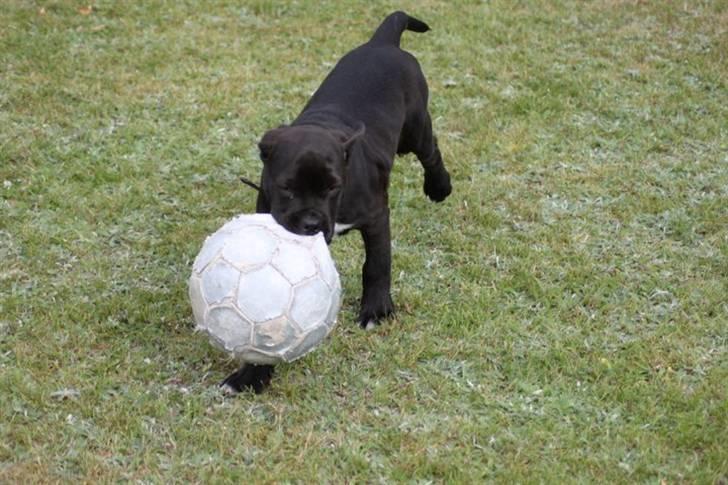 Blanding af racer Chanel billede 1