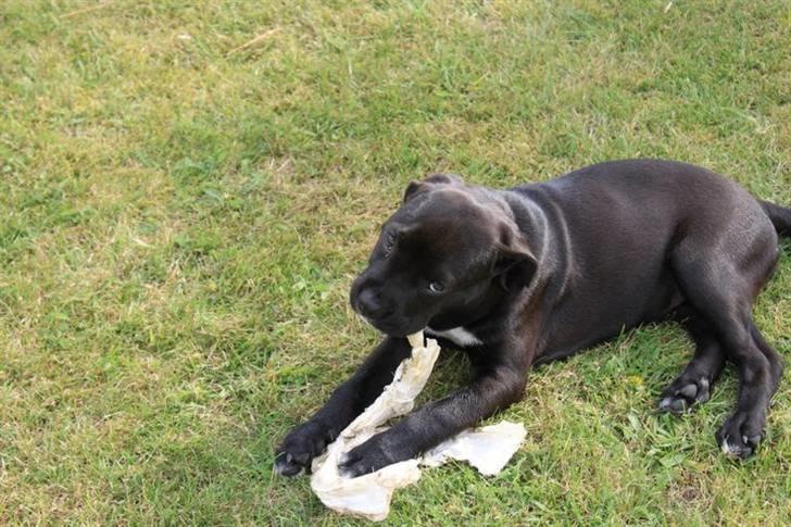 Blanding af racer Chanel billede 2