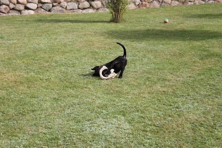 Blanding af racer Chanel billede 3