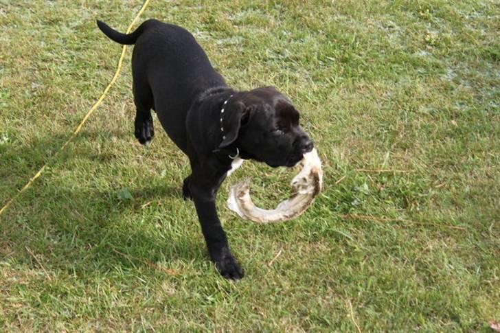 Blanding af racer Chanel billede 4