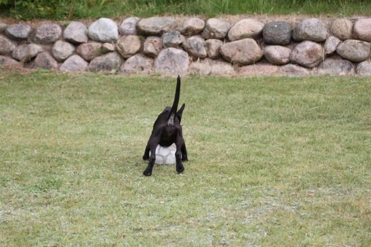 Blanding af racer Chanel billede 5