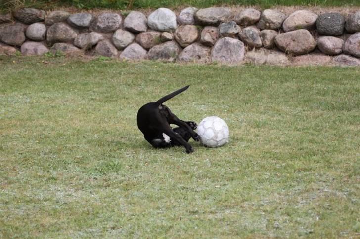 Blanding af racer Chanel billede 6