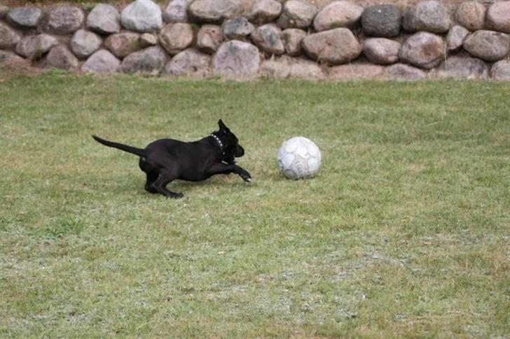 Blanding af racer Chanel billede 7