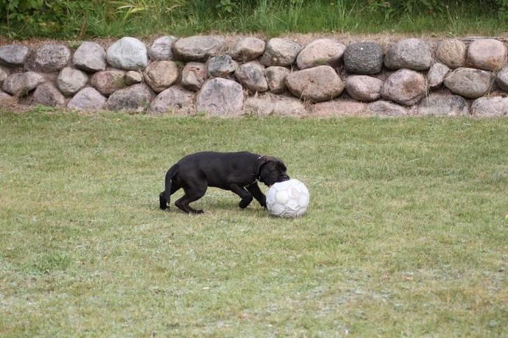 Blanding af racer Chanel billede 8