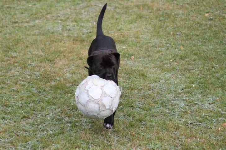 Blanding af racer Chanel billede 9