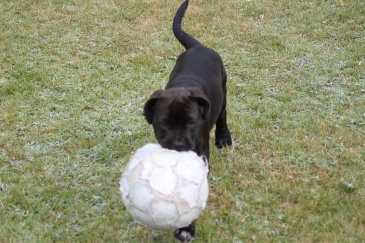 Blanding af racer Chanel billede 10