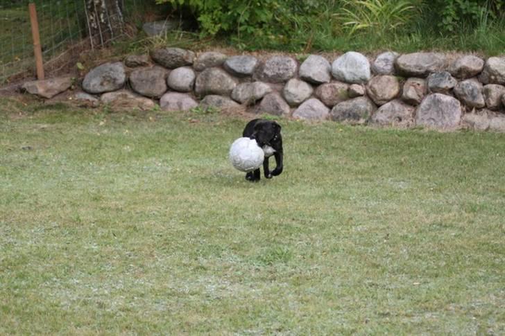 Blanding af racer Chanel billede 11