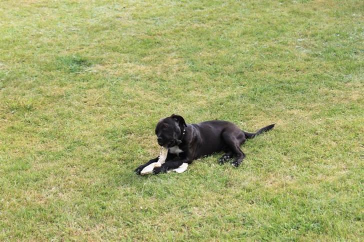 Blanding af racer Chanel billede 12