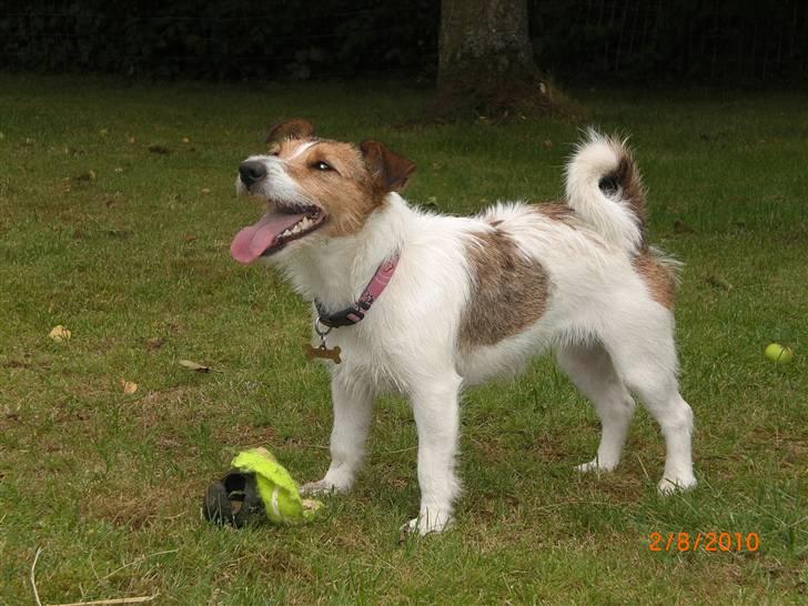 Jack russell terrier Tweety - Kast nu bolden far!! NU... billede 1