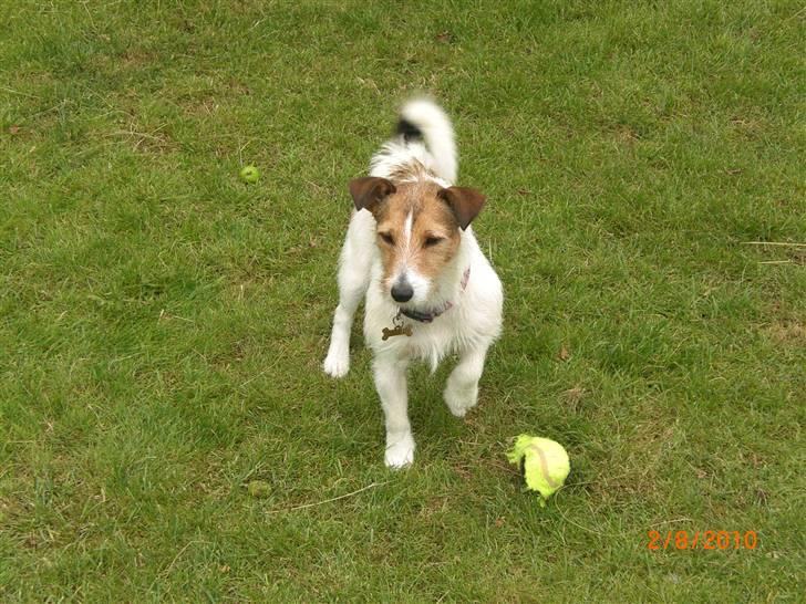 Jack russell terrier Tweety - Ved ikke lige hvad ben jeg skal sidde på... ;) billede 2