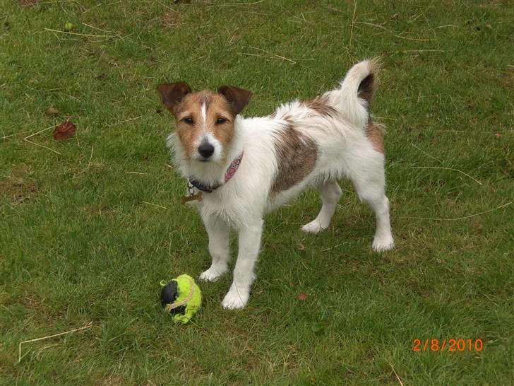 Jack russell terrier Tweety - Kom og tag min bold! billede 3