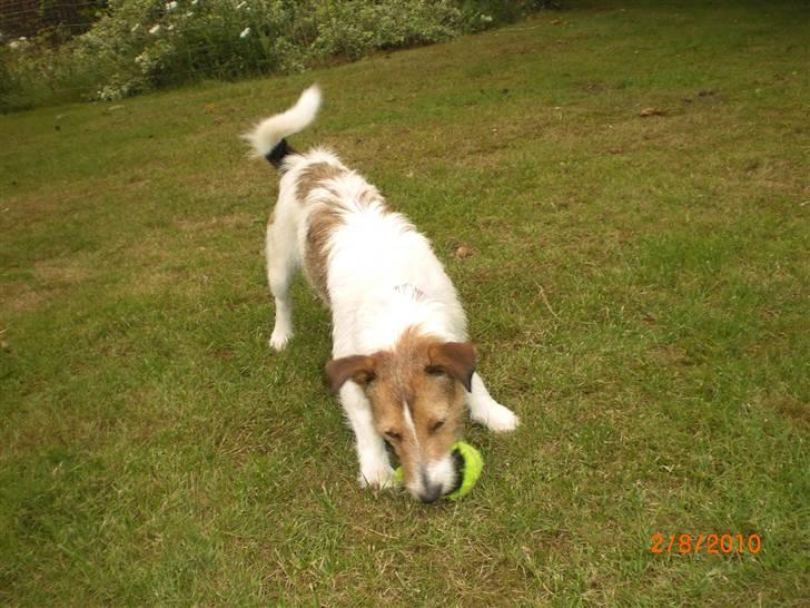 Jack russell terrier Tweety - Bolden skal DØ! billede 4