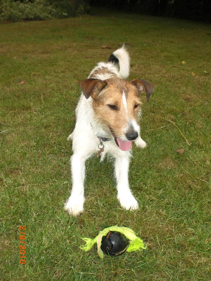 Jack russell terrier Tweety billede 5