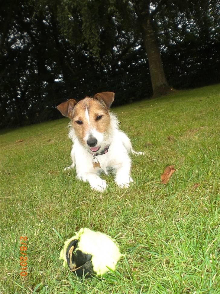 Jack russell terrier Tweety billede 6