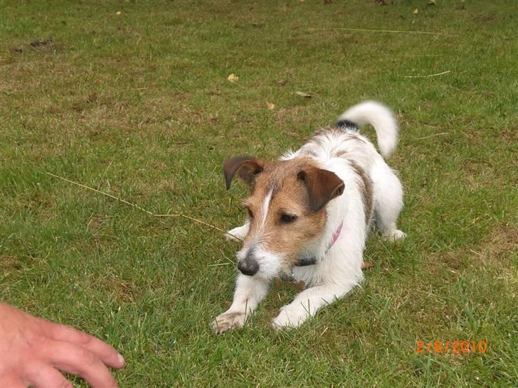 Jack russell terrier Tweety - Klar parat løb! billede 7