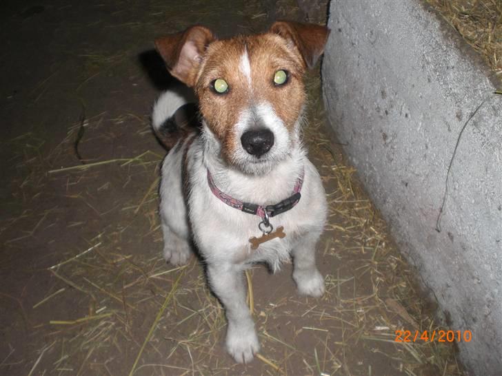 Jack russell terrier Tweety - staldhund er jeg også! billede 8