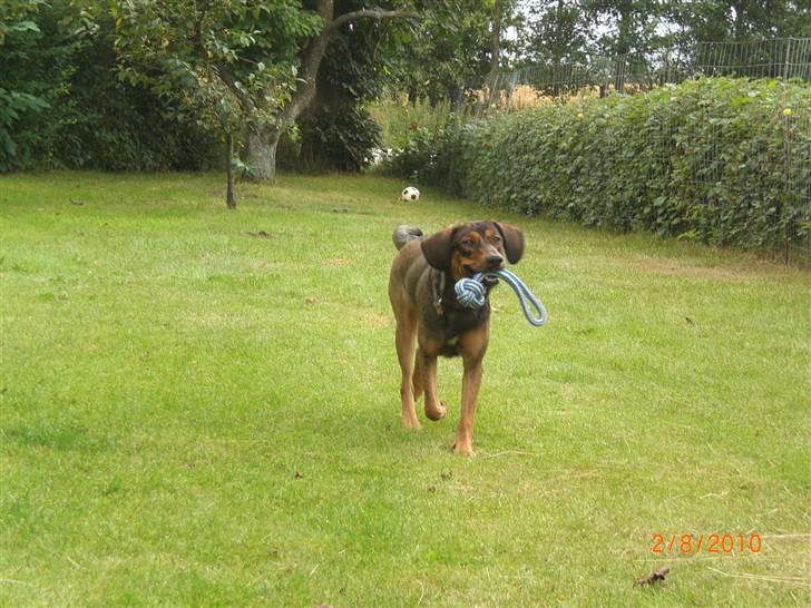 Blanding af racer Ida -  R.I.P <3 <3 <3 <3 billede 1