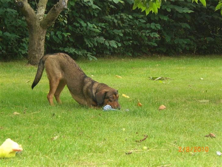 Blanding af racer Ida -  R.I.P <3 <3 <3 <3 billede 2