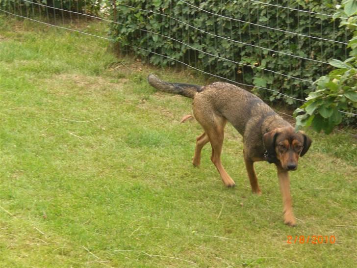 Blanding af racer Ida -  R.I.P <3 <3 <3 <3 billede 3