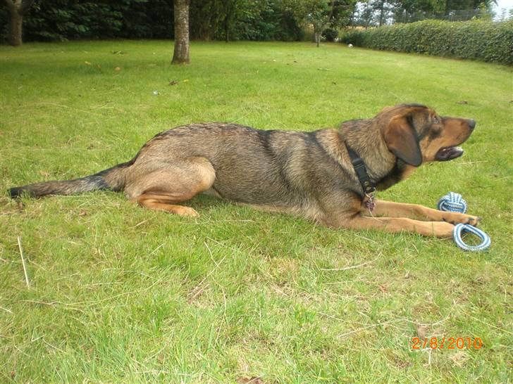 Blanding af racer Ida -  R.I.P <3 <3 <3 <3 billede 6