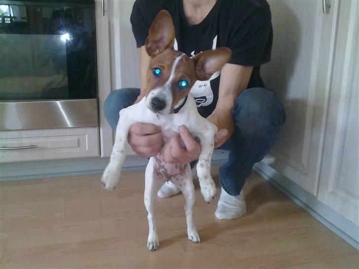 Dansk svensk gaardhund Gucci - rigtig legesyg... billede 2